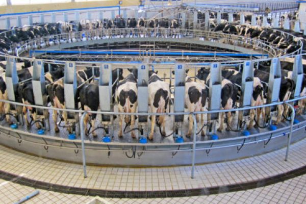 Automatic,Milking,System,/,Robotic,Milking,System,For,Dairy,Farm