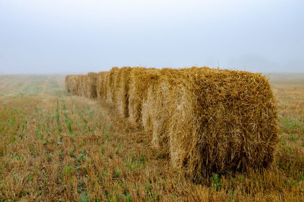 A,Row,Of,Round,Bales,On,A,Field,In,Fog.
